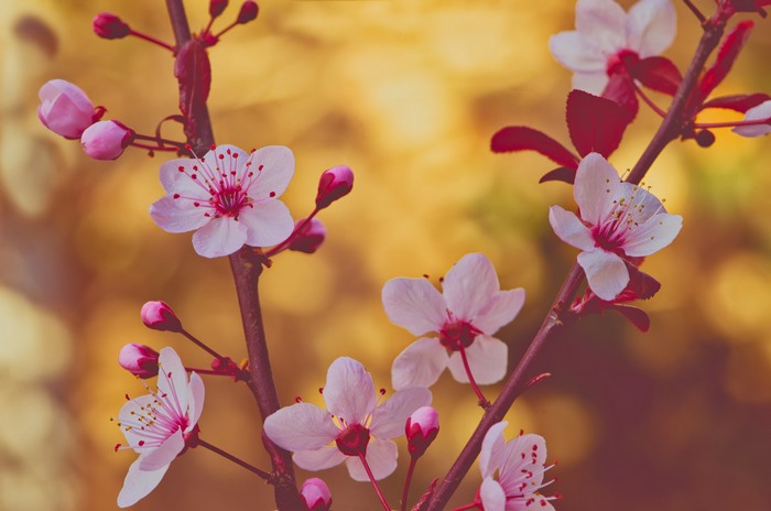 Pink Cherry Blossoms on Branches