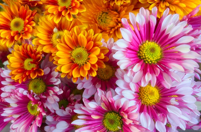 Close-up of pink and orange chrysanthemums