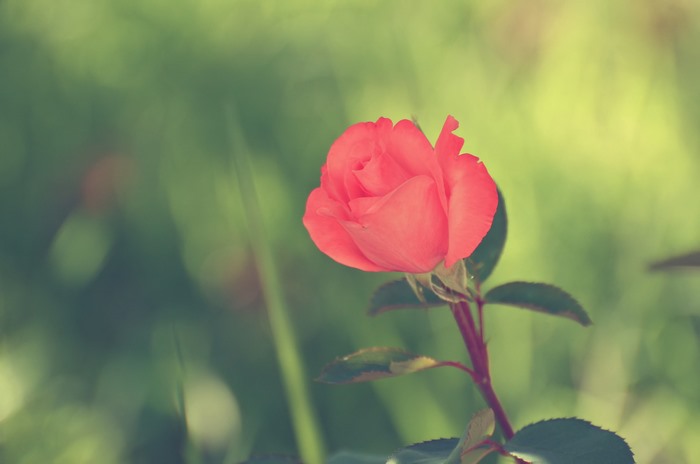 Close-up of a pink rose in a garden
