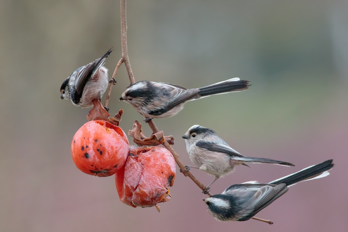 Long-Tailed Tits on a Persimmon Branch