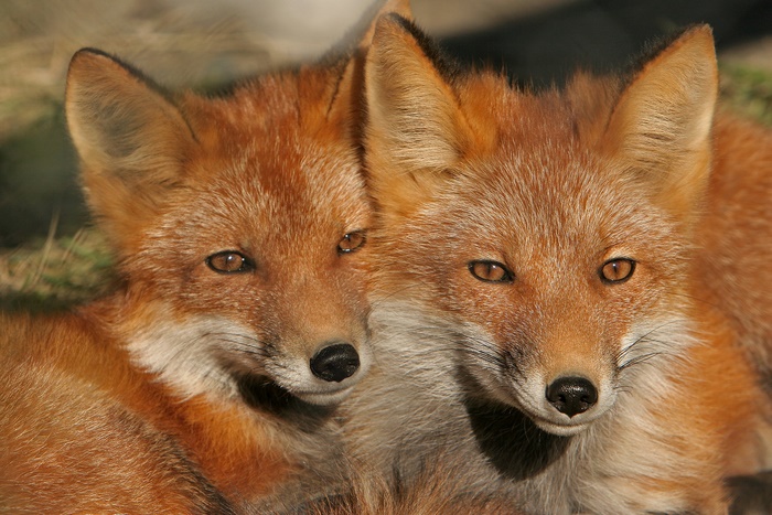 Two red foxes resting together