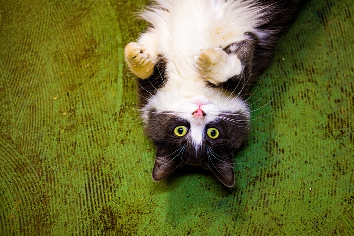 A cat lying on its back on a green surface