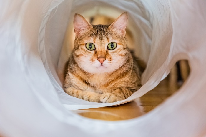 Tabby cat with green eyes in a tunnel