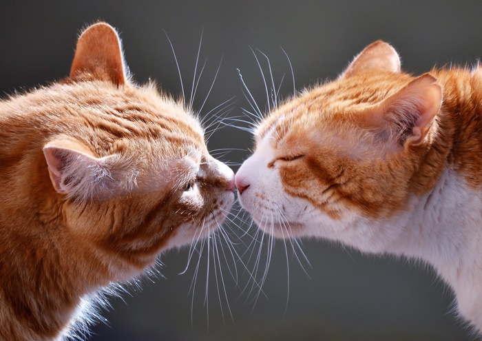 Two ginger cats touching noses