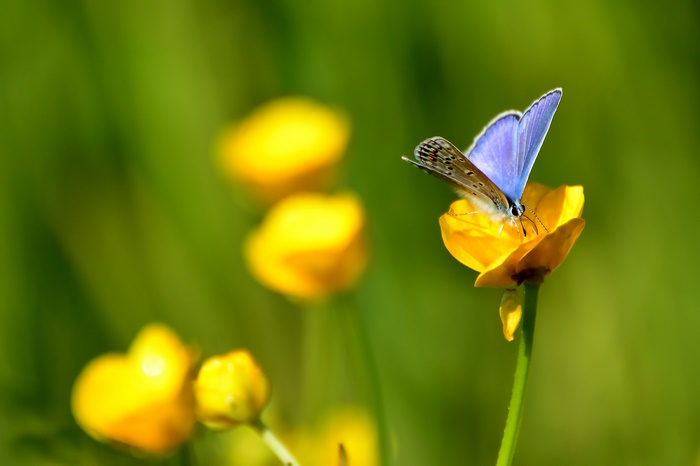 Blue butterfly on a yellow flower