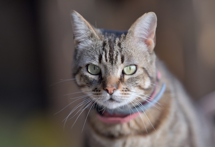 Tabby Cat with Green Eyes