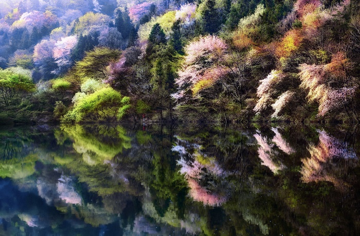 Spring trees reflecting in a lake in South Korea
