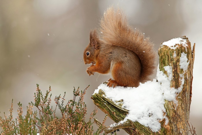 Squirrel on Snowy Tree Stump in Winter