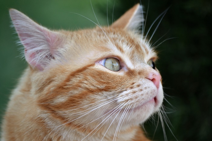Close-up of an orange tabby cat's face