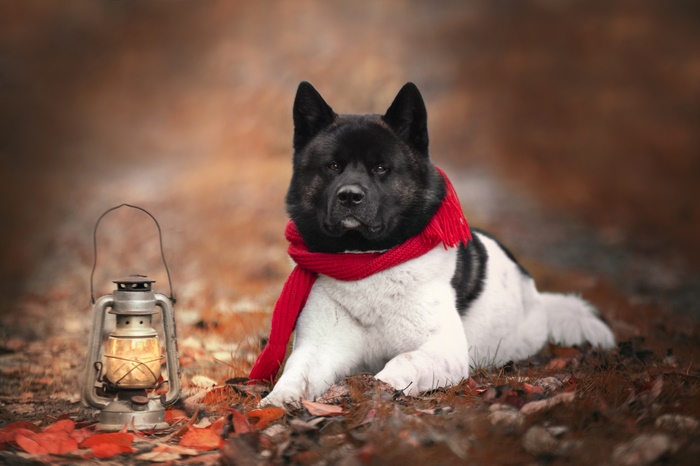 Akita dog with red scarf and lantern