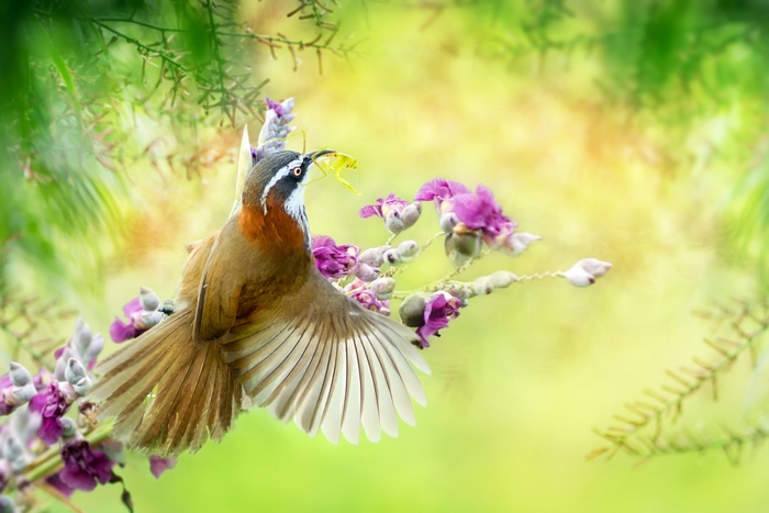 Bird with a grasshopper on a flower branch