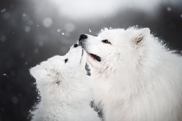 Two Samoyed dogs in the snow