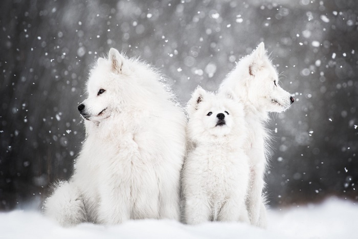 Three Samoyed dogs in the snow