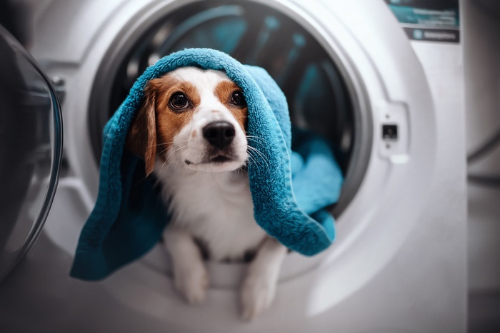 Dog with towel in washing machine