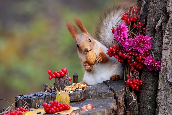 Squirrel eating a nut with berries and flowers