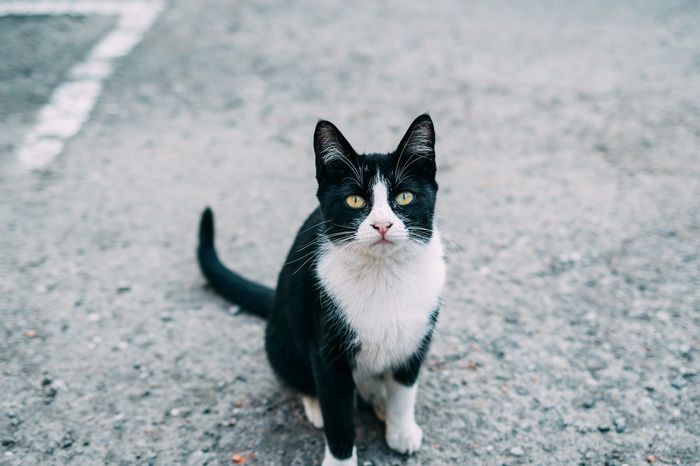 Black and white cat sitting on asphalt