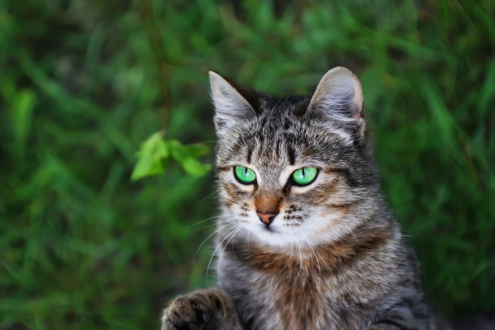 Tabby Cat with Bright Green Eyes Outdoors
