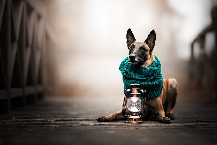 Belgian Shepherd dog wearing a scarf with a lantern
