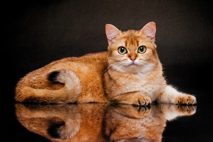 Golden British Shorthair cat with green eyes