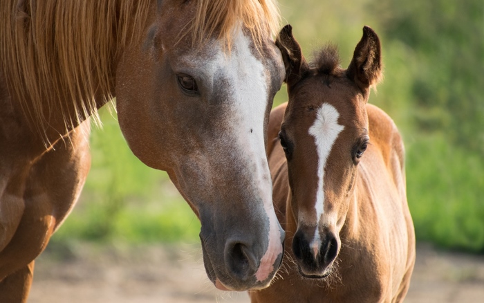 Horse and Foal Close-up