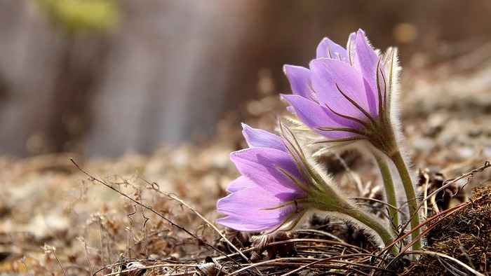 Purple Pasqueflower in Dry Grass