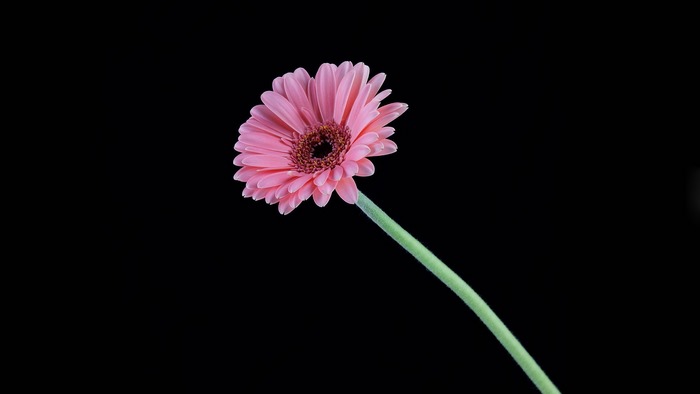 Pink Gerbera flower on black background