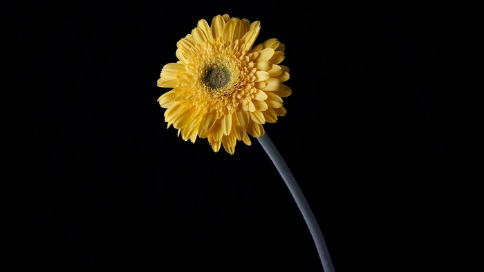 Yellow Gerbera Flower