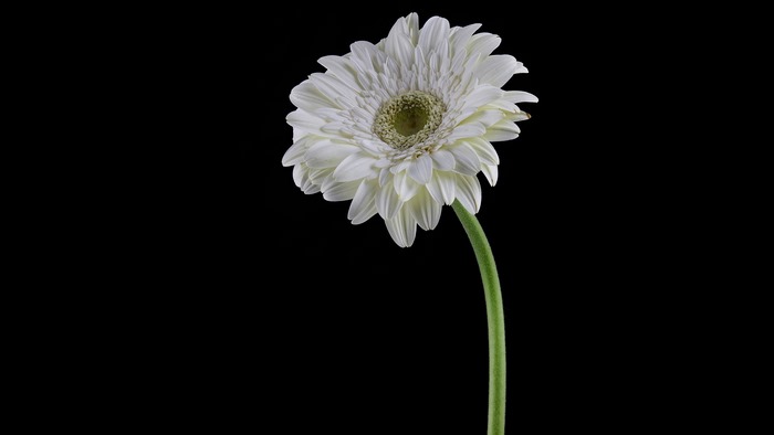 White Gerbera Flower