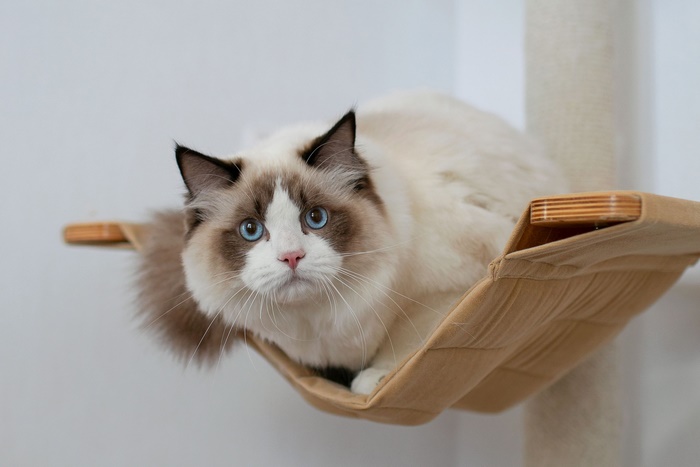Ragdoll cat with blue eyes on a cat tree hammock