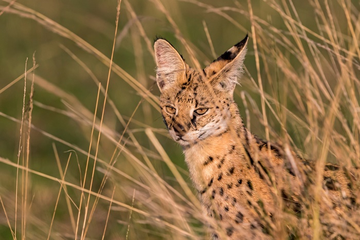Serval cat in tall dry grass