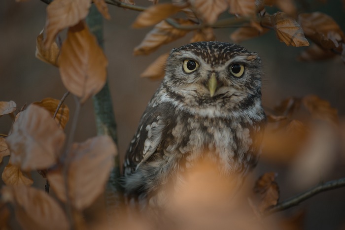 Little owl perched among autumn leaves