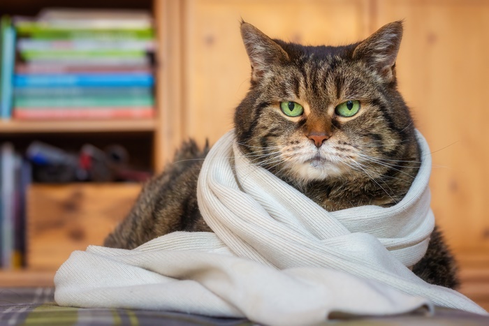 Tabby Cat Wearing a Scarf