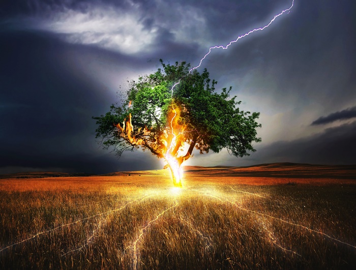 Tree struck by lightning in a field