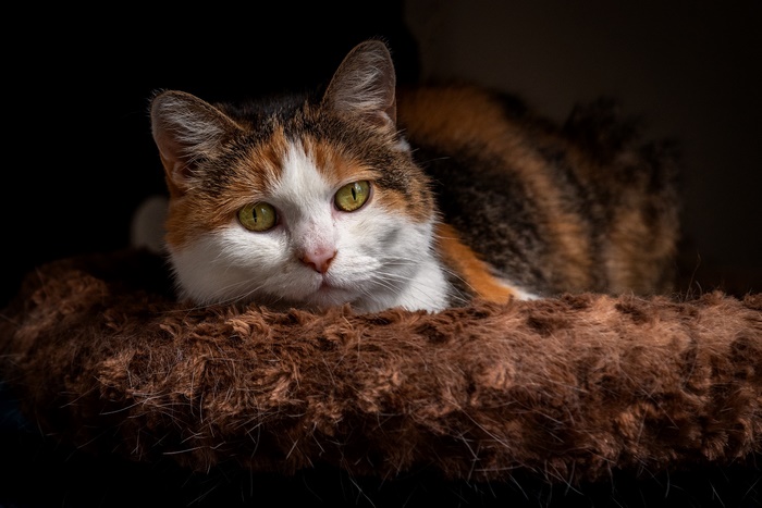 Calico cat with green eyes lying down