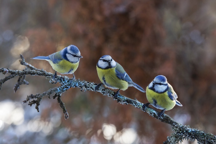 Three Eurasian Blue Tits on a branch