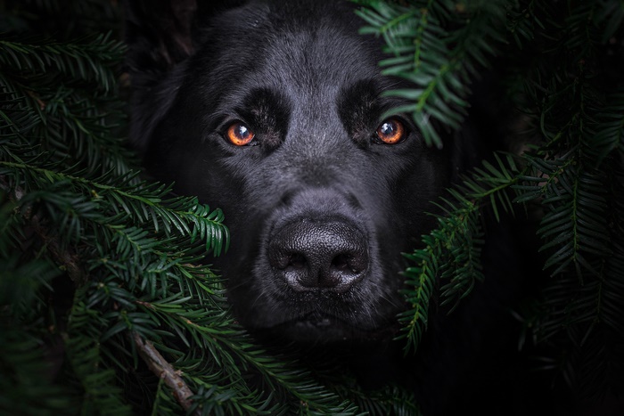 Black dog with amber eyes peeking through pine branches