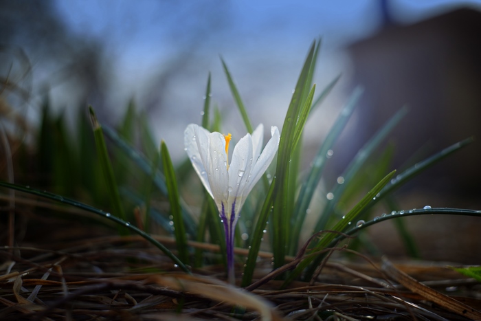 White Crocus Flower with Dew Drops