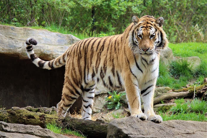 Tiger standing on rocks in a forest