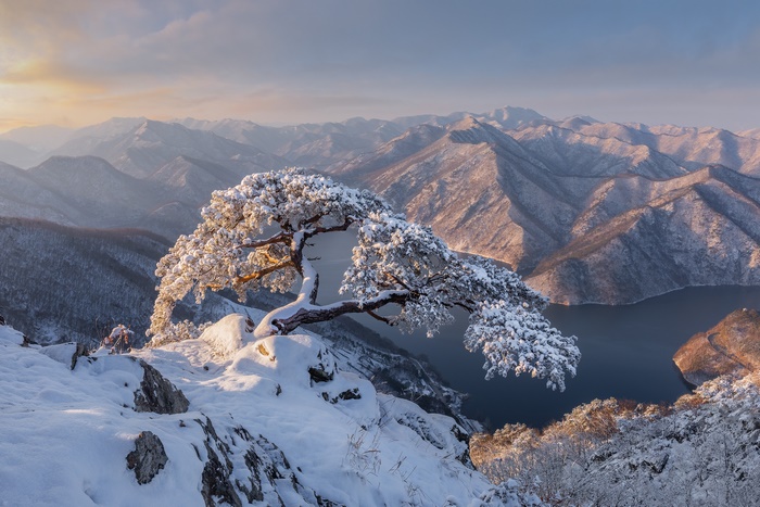 Snow-covered pine tree on a mountain overlooking a lake in South Korea