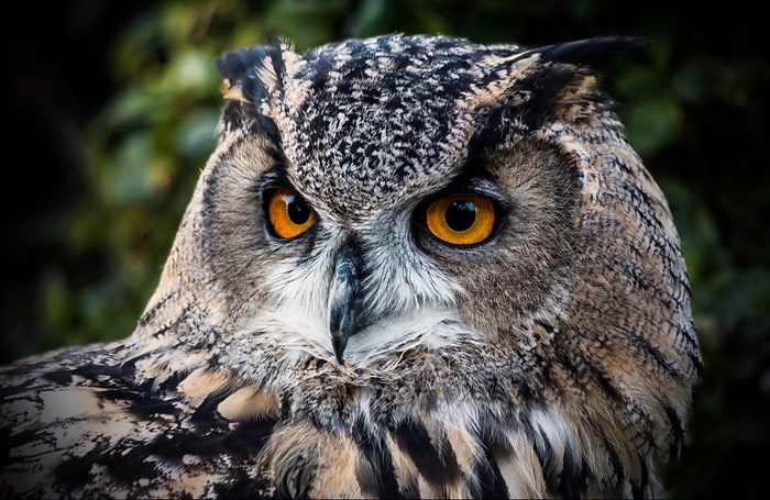Close-up of a Great Horned Owl