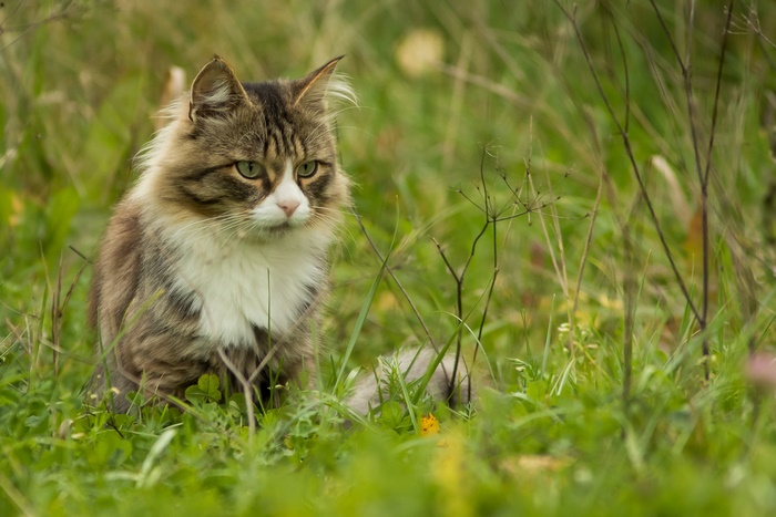 Fluffy cat sitting in green grass