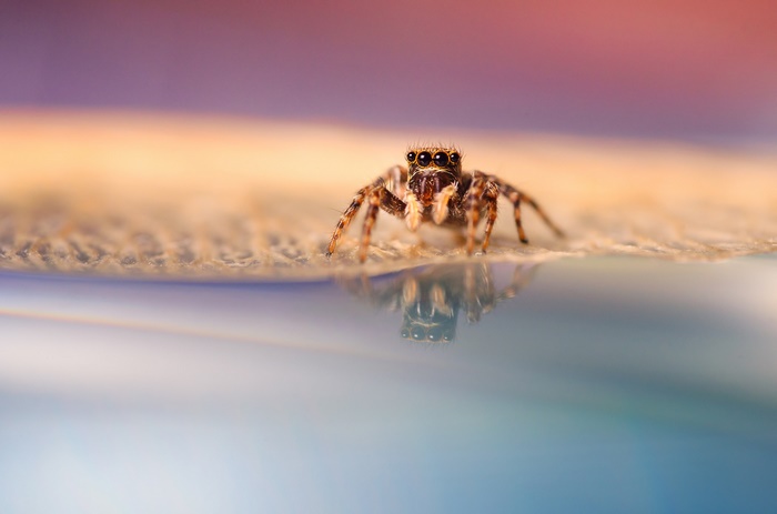Jumping spider on a textured surface with reflection