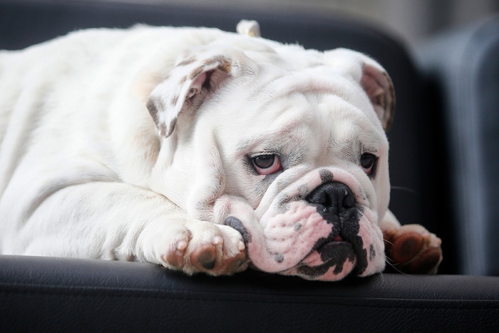 White Bulldog resting on a dark surface