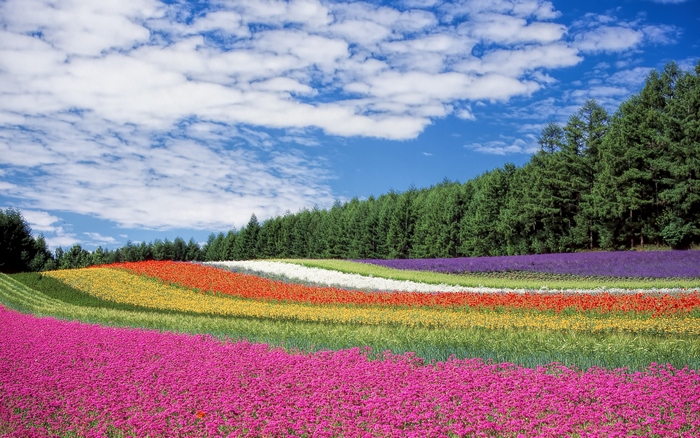 Colorful flower fields with pine trees and blue sky