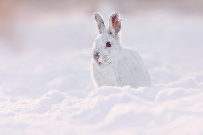 White Hare in Snow