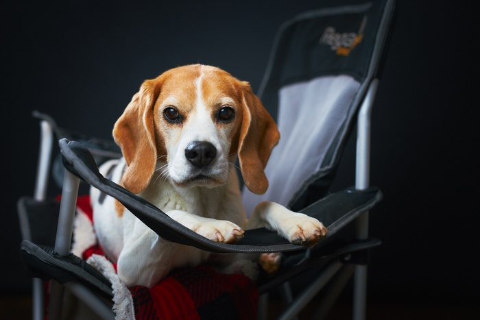 Beagle dog sitting in a camping chair