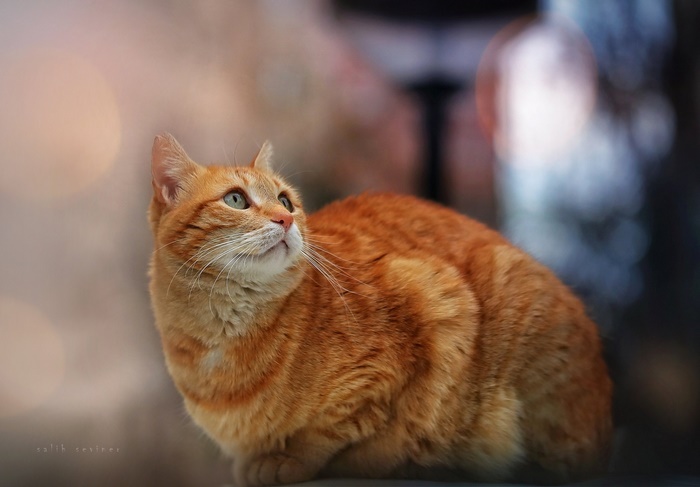 Orange tabby cat looking up