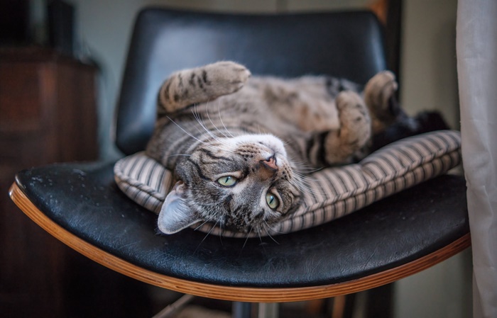 Tabby cat lying on a chair