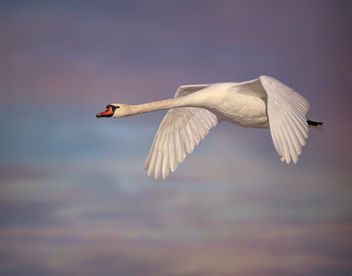 Graceful Mute Swan in Flight at Dusk