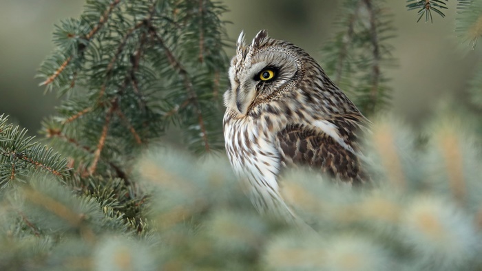 Short-eared Owl perched on a pine tree